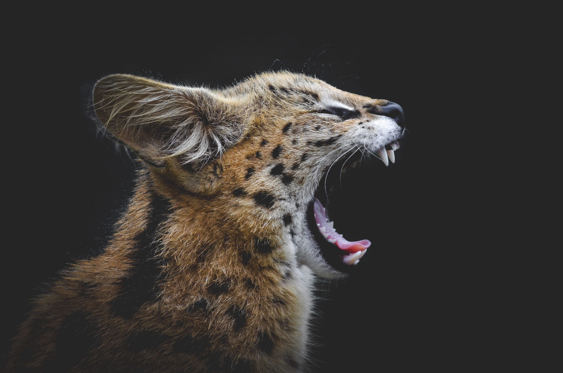 FreeMe Wildlife charity photography