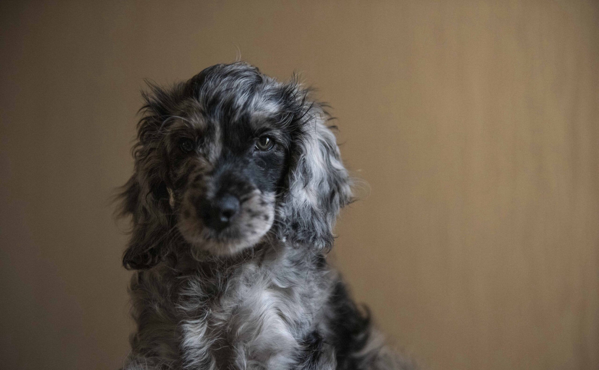 Pet portrait from the Pawtraiture series