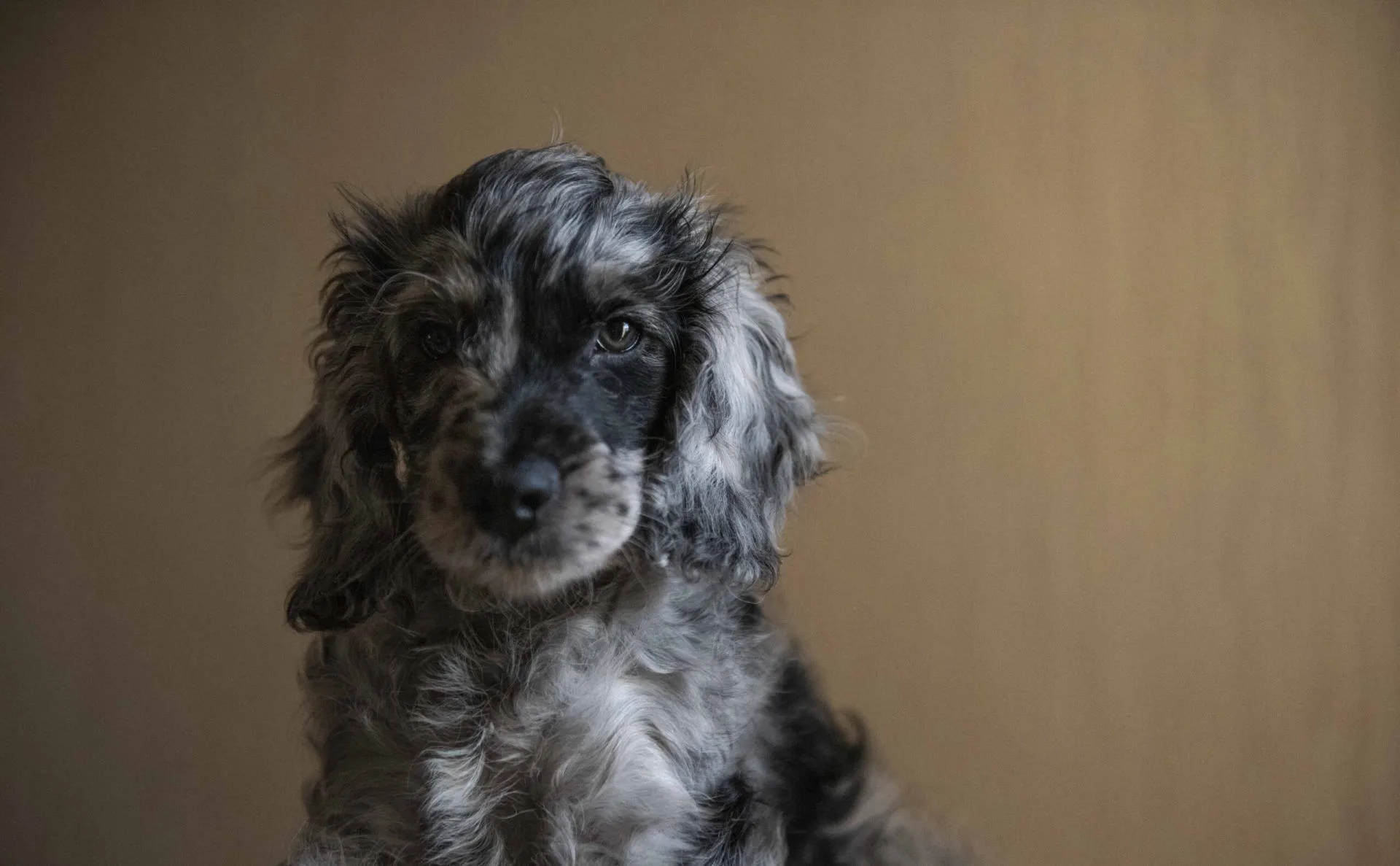 Pet portrait from the Pawtraiture series